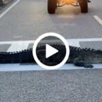 alligatore attraversa la strada