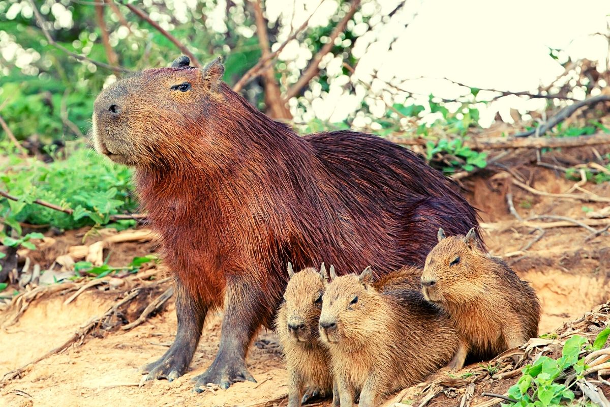 capibara argentina