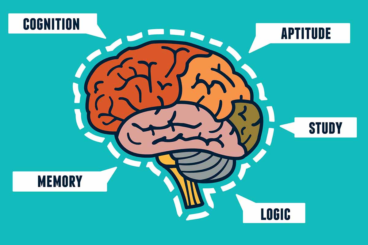 Brain capabilities. Мозг для презентации. Cognition GD. Иллюстрация роста мозгов.