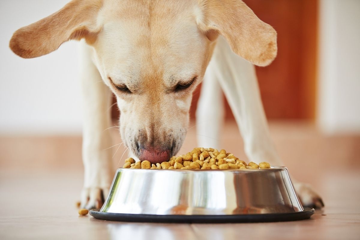 cibo per cani contaminato fda