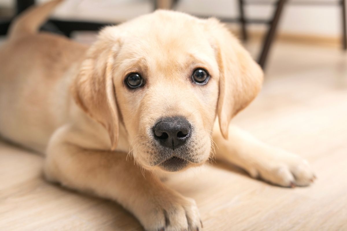 The Labrador is no longer the most popular breed in the United States after 31 years – guess which one?
