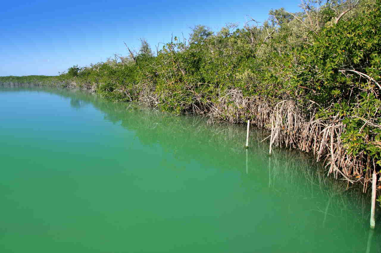 mangrove finanziamento jeff bezos