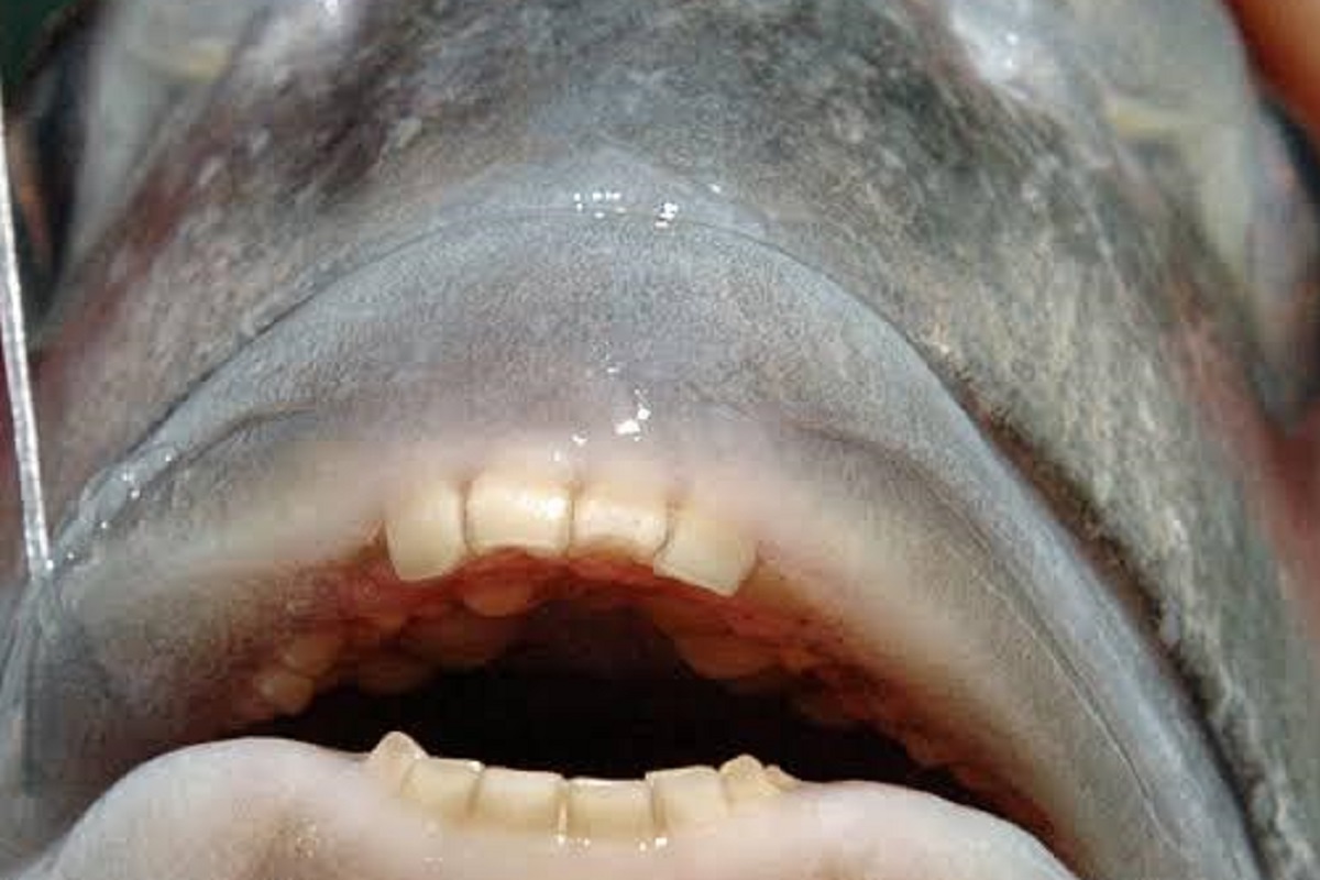 pesce con denti umani