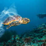 inquinamento plastica tartarughe marine