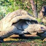 tartaruga gigante mangia uccellino