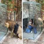 box recinto leone