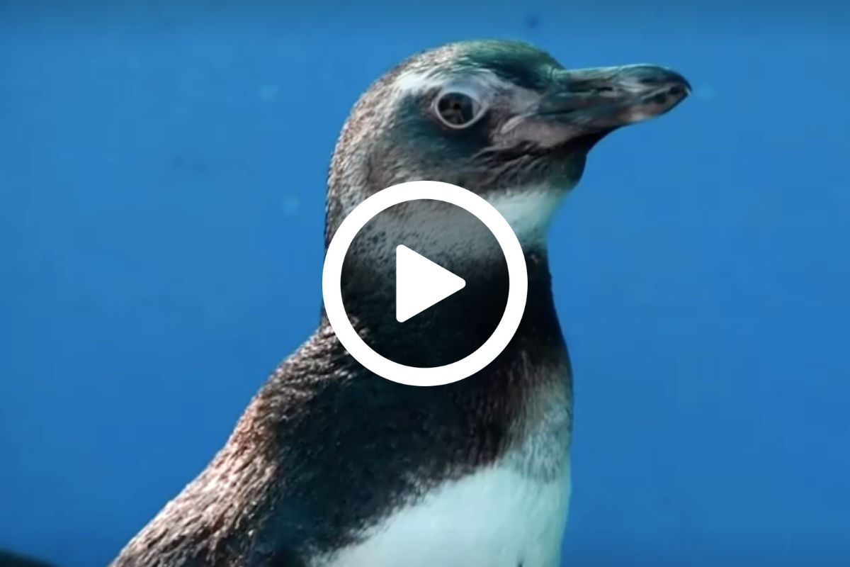 pinguini di magellano