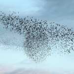 Migrazione uccelli appennino campano