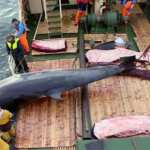 caccia balene norvegia 575 uccise