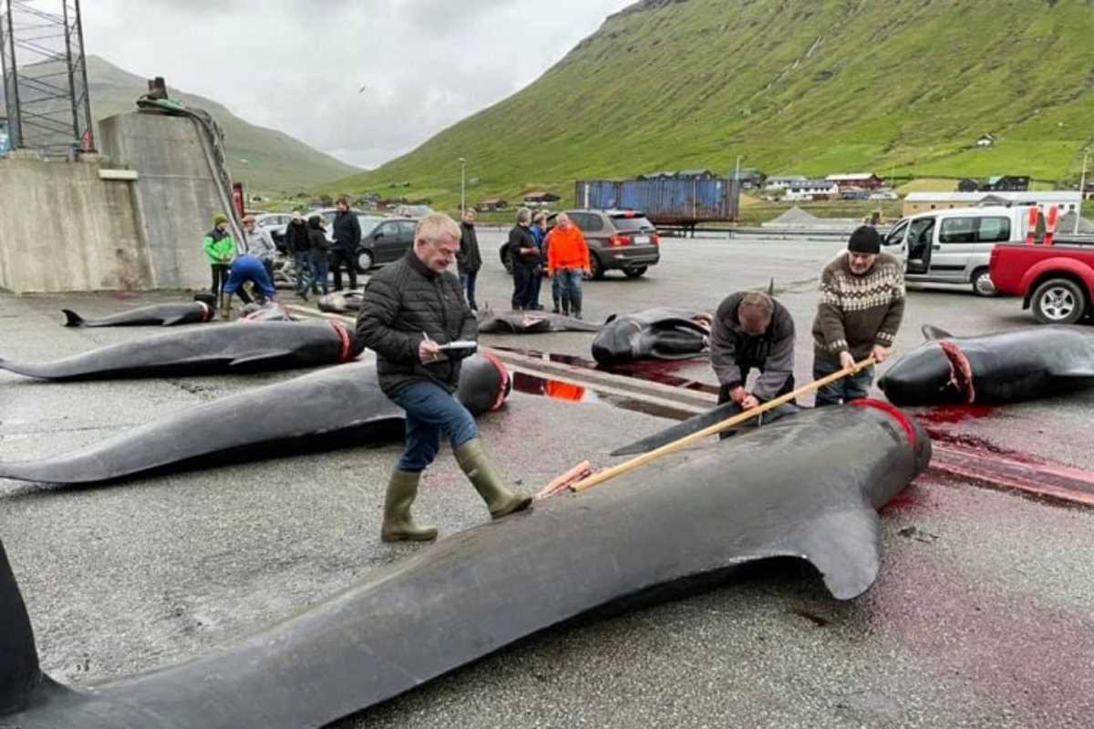 balene isole Faroe