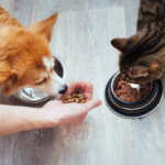 cane e gatto cibo