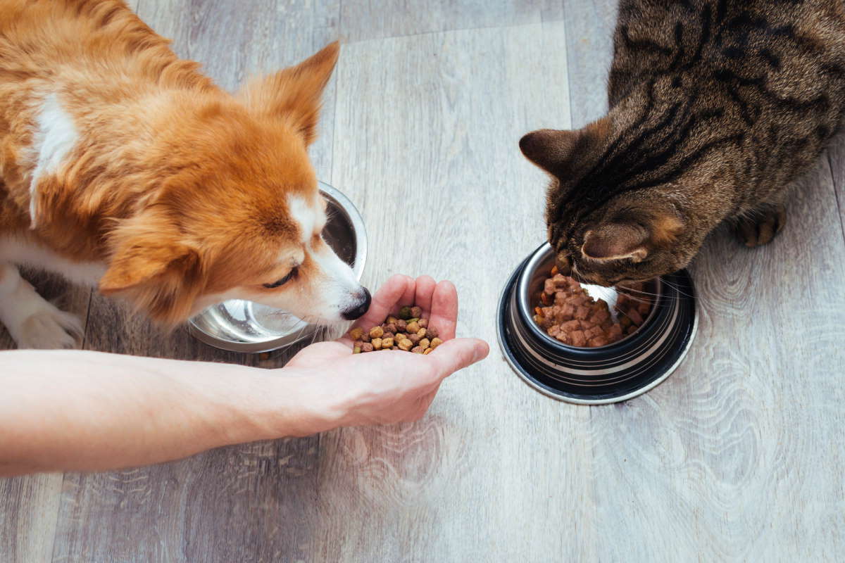 cane e gatto cibo