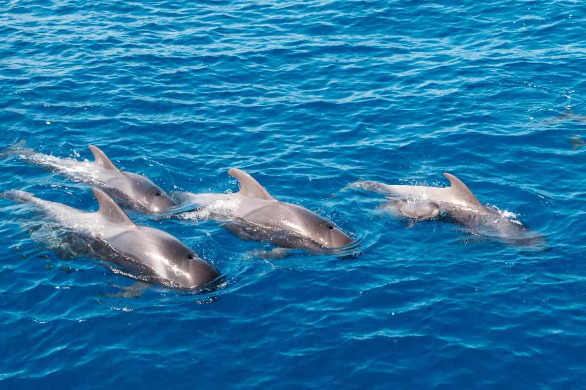 delfini branco
