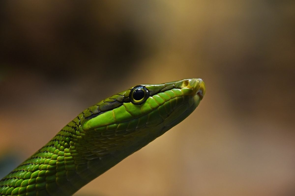 evoluzione serpenti specie