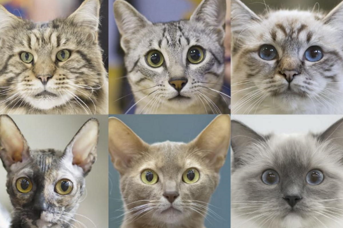 7 tratti personalità gatti