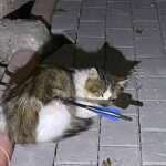gatto trafitto da freccia dorga
