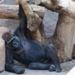 gorilla zoo