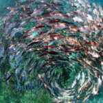 pesci spirale foto