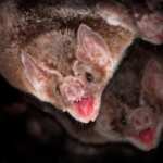 pipistrelli vampiro socialità
