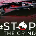 stop the grind campagna delfini globicefali