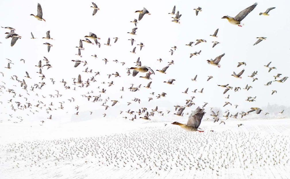 Terje Kolaas (Norway), Bird migration