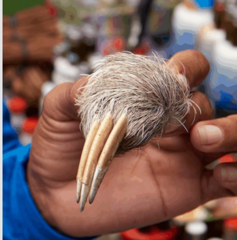 artigli bradipo mercato peru