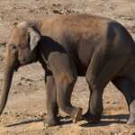 evoluzione elefanti senza zanne