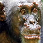 lebbra scimpanzé