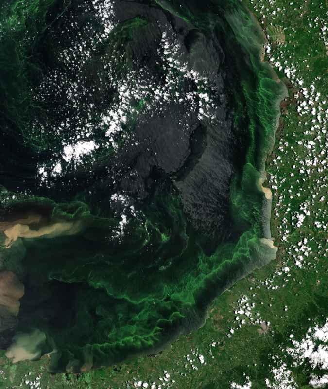 maracaibo alghe