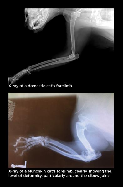 radiografia gatto Munchkin