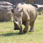 rinoceronte toby