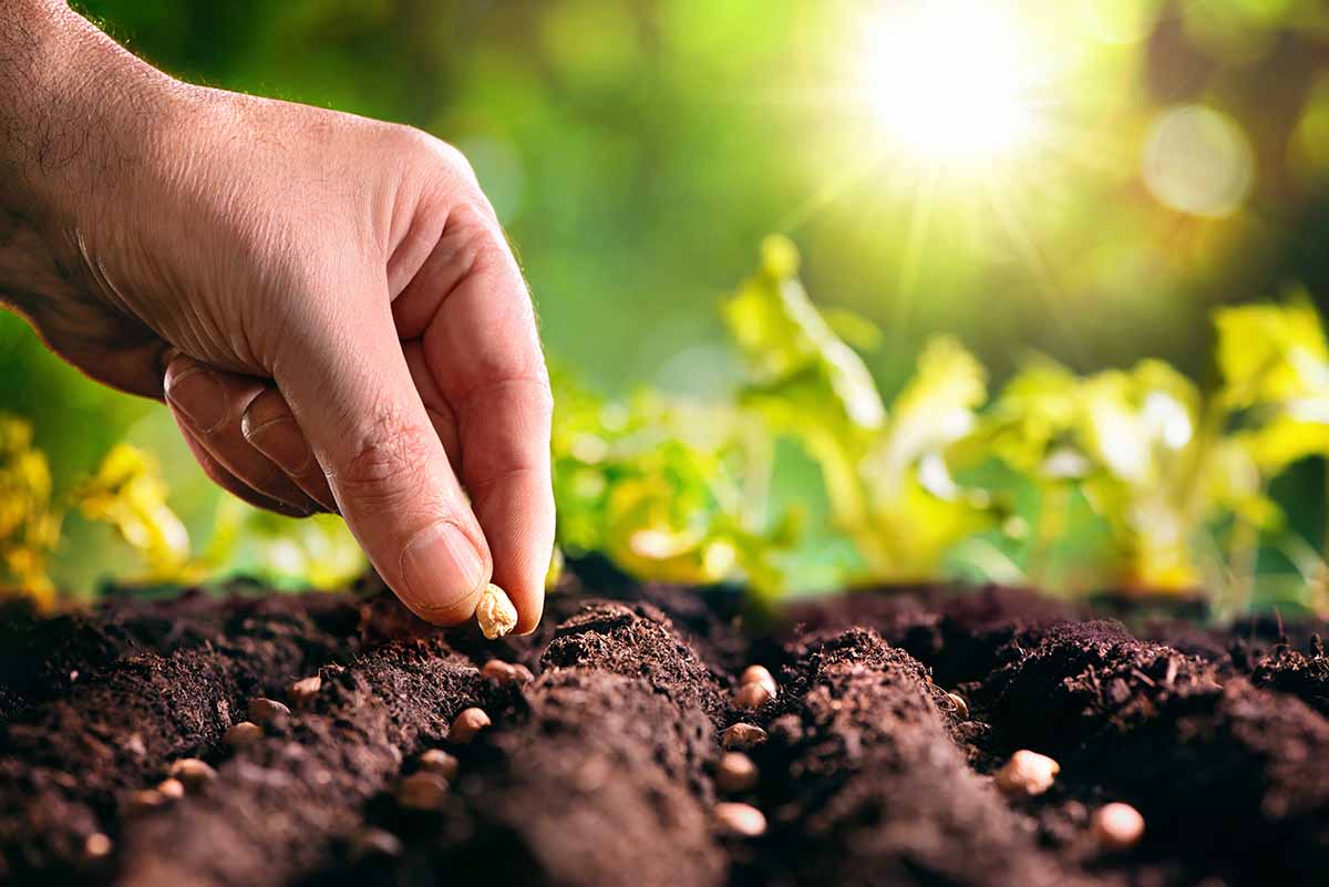 piantare semi nella terra