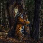 tigre-abbraccia-albero