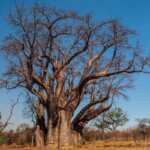 baobab africa