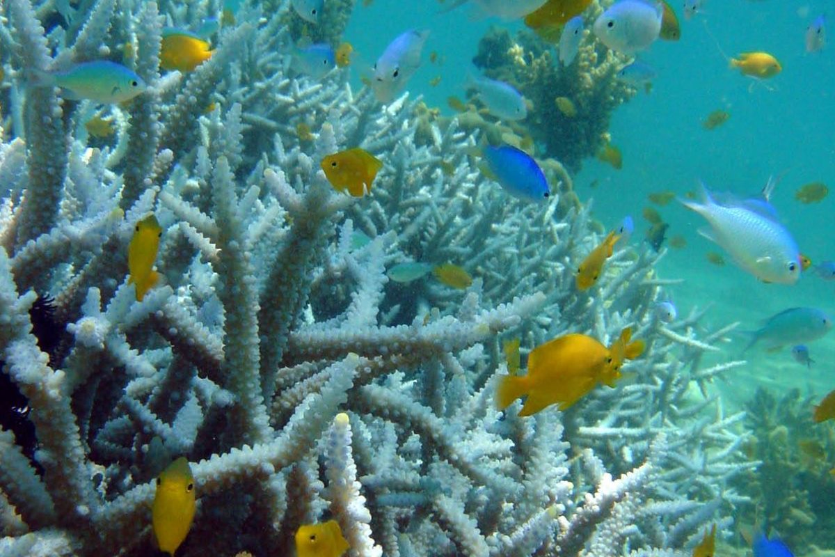barriera corallina sbiancamento