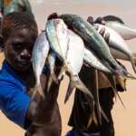 farina di pesce africa