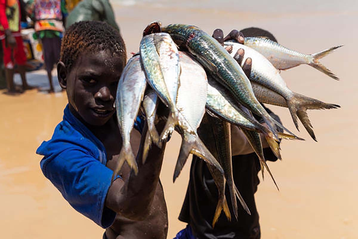 farina di pesce africa