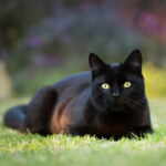 gatto nero