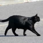 gatto nero strada