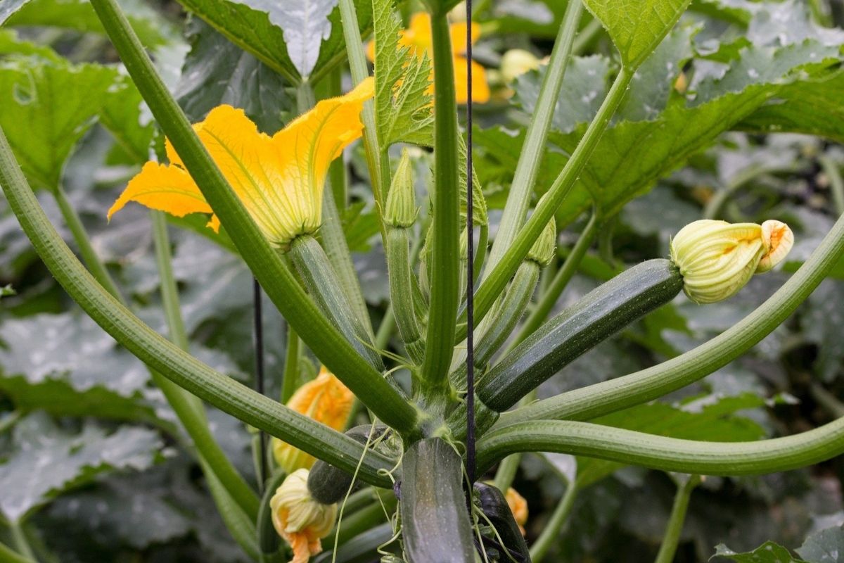 microplastiche minacciano crescita zucchine