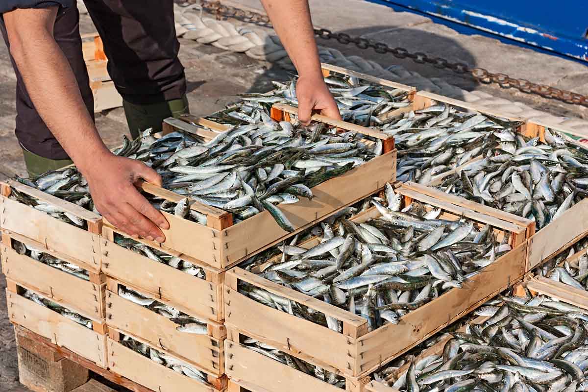 sardine mediterraneo plastificanti