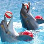 delfini cattività acquario spettacolo