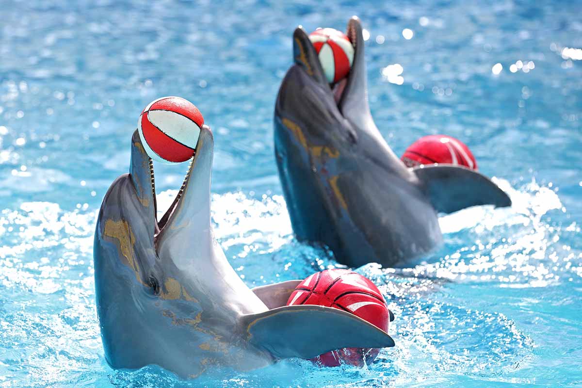 delfini cattività acquario spettacolo