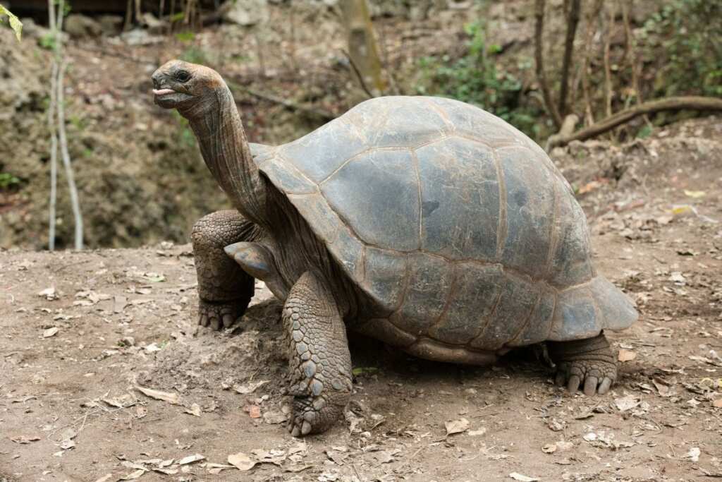 tartarughe giganti segreto longevità
