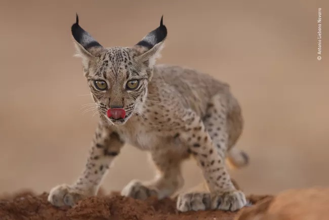 Lynx cub licking 