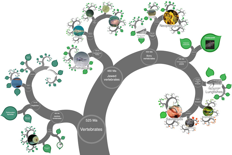 Svelato l'albero della vita digitale che mostra tutta l'evoluzione  biologica del mondo - greenMe
