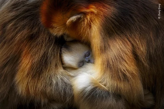 Zhang Qiang-Monkey cuddle
