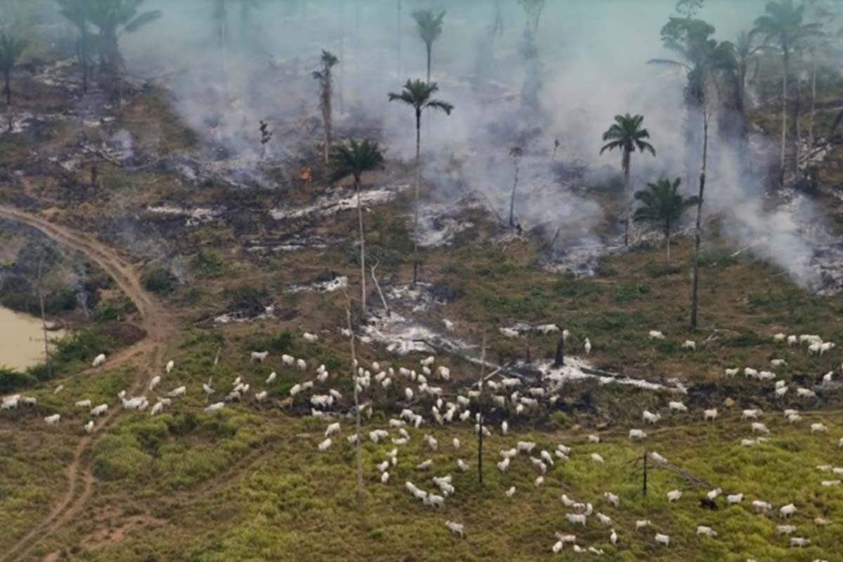deforestazione brasile carne supermercati