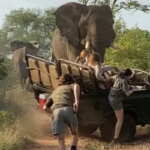 elefanti attacco sudafrica
