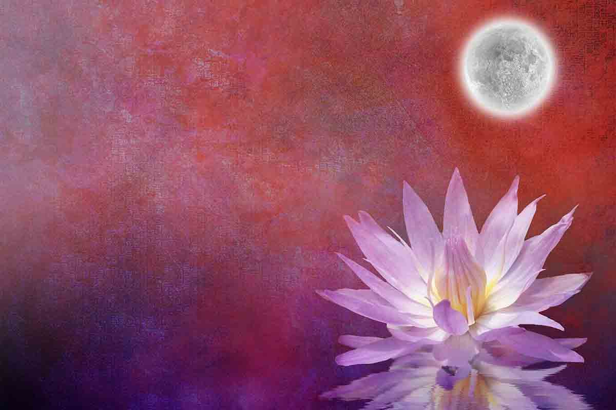 La purezza del fiore di loto - Il Blog di Giungla Urbana
